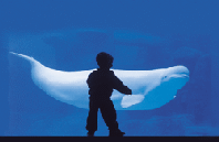 beluga beluga